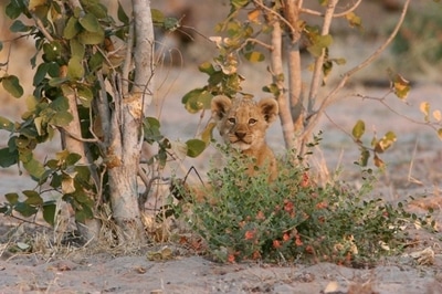 Lion cub spotted on a game drive from Camp Hwange