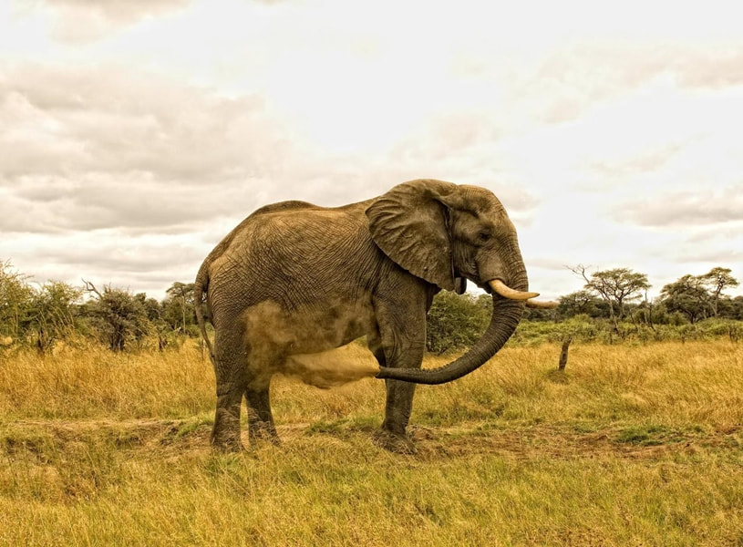 Elephant dusting itself, Hwange National Park, Zimbabwe