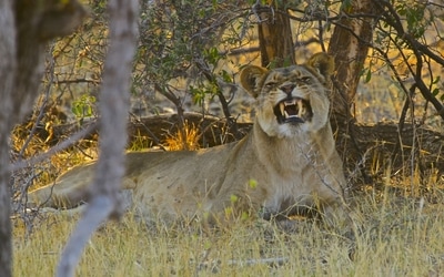 Lioness seen on game drive from Bomani Camp, Hwange Park