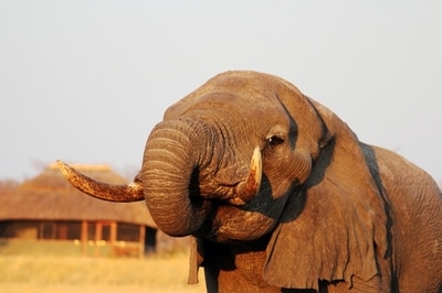 Elephant close up, Hwange National Park, Zimbabwe