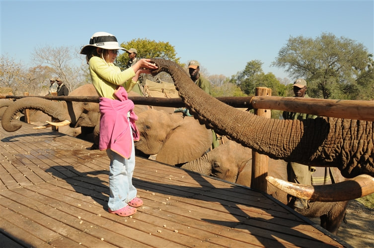 Elephant Interaction Victoria Falls