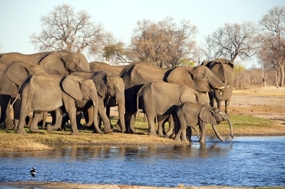 Elephant herd seen from Little Makololo, Hwange National Park
