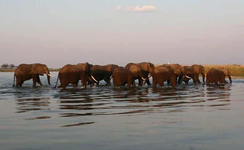 Elephant herd wading in the Zambezi River, Mana Pools National Park