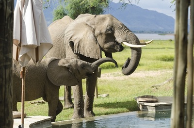 Elephants at the pool, Ruckomechi, Mana Pools
