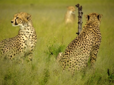 Cheetah sighting, Hwange National Park